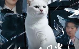 《他的白月光是只猫》（69集）短剧免费畅享不停看