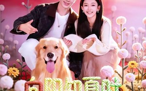 《向阳知夏时》（80集）在线看短剧全集不卡顿