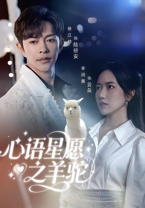 心语星愿之羊驼（60集）短剧每日分享