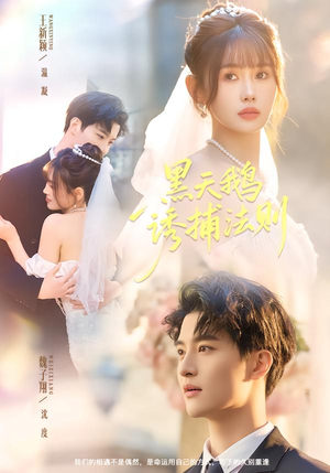 黑天鹅诱捕法册（80集）精彩短剧追不停